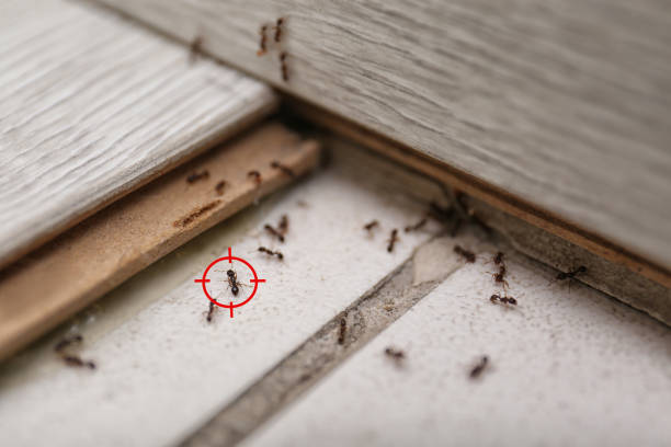 Best Ant Control Services  in Grosse Pointe Woods, MI