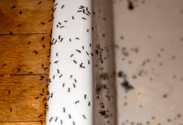Best Pest Removal Services  in Grosse Pointe Woods, MI